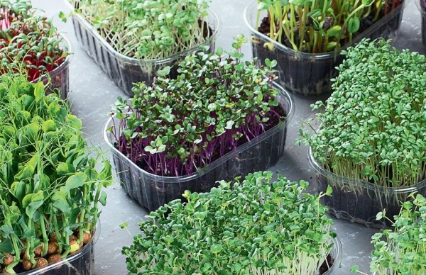 Правила посадки и выращивания микрозелени в домашних условиях