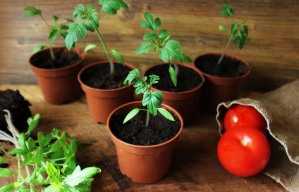 Как подготовить семена помидоров и баклажанов и высадить рассаду по лунному календарю в феврале и марте 2023 года