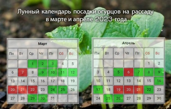 Как вырастить рассаду огурцов для посадки в грунт в 2023 году