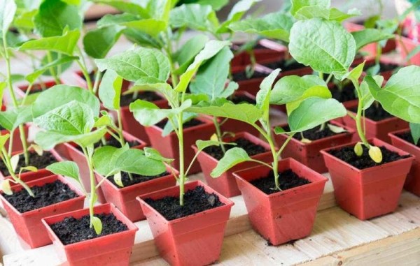 Как подготовить семена помидоров и баклажанов и высадить рассаду по лунному календарю в феврале и марте 2023 года